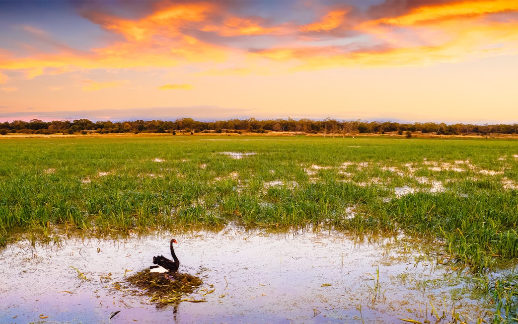 Black swan in wetland at sunset during Tae Rak Guided Cultural Walk.