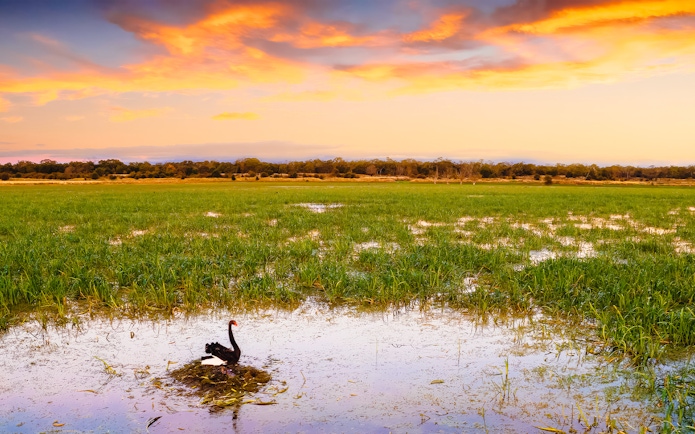 Black swan in wetland at sunset during Tae Rak Guided Cultural Walk.