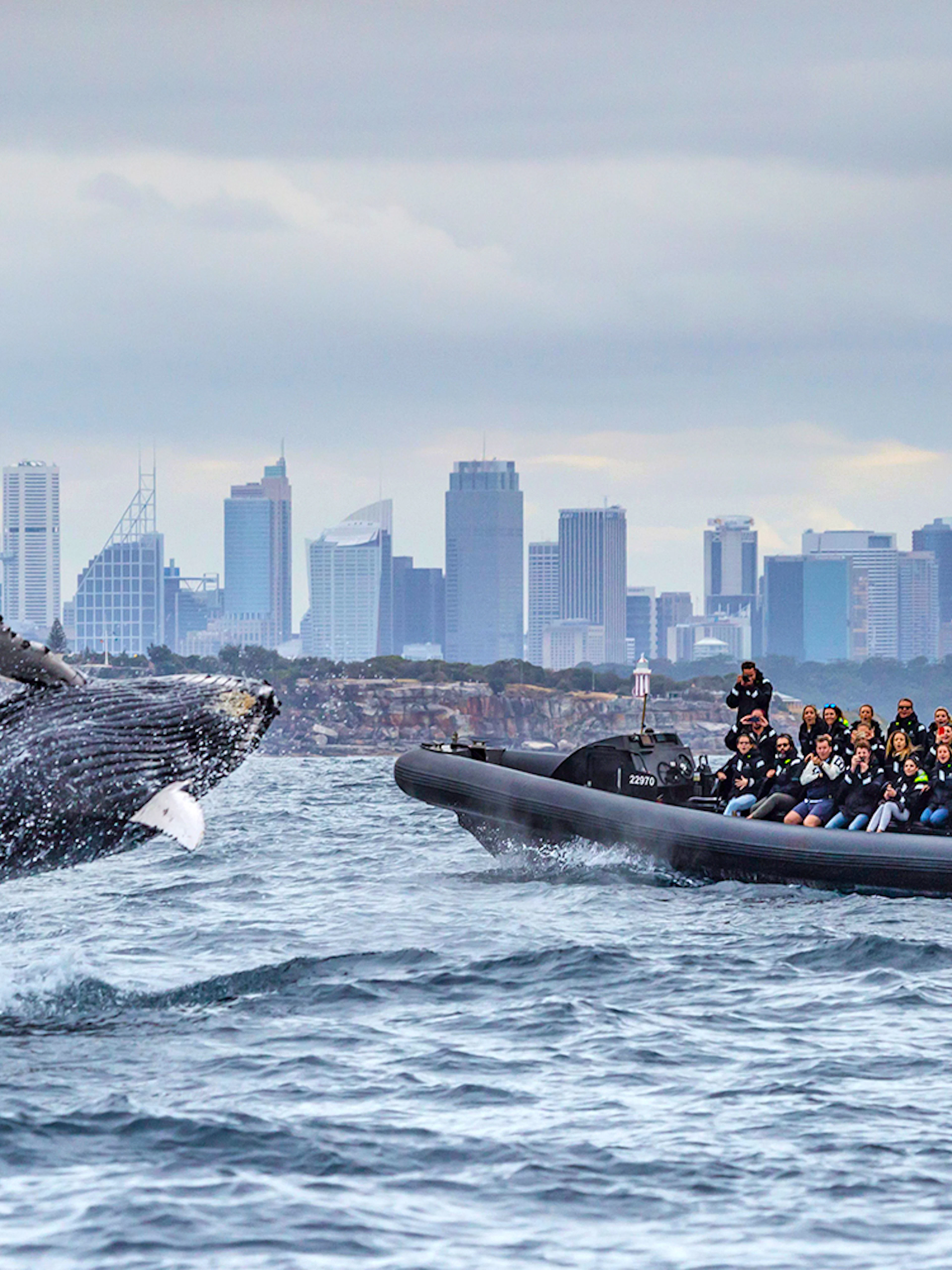 Whale breaching near inflatable boat with tourists, Sydney skyline in background.