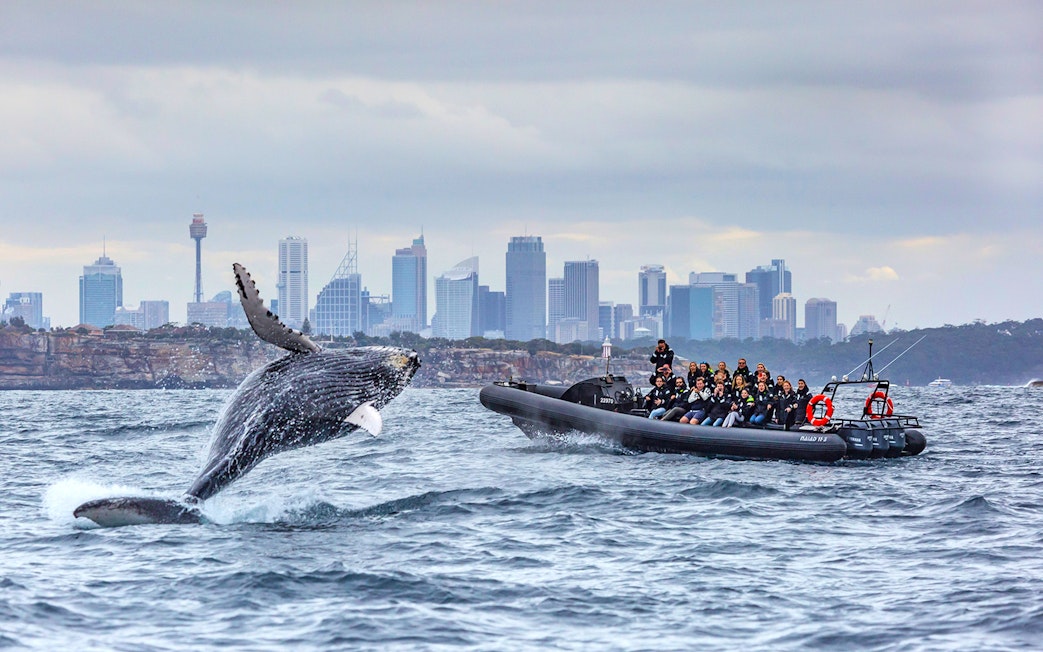 Whale breaching near inflatable boat with tourists, Sydney skyline in background.