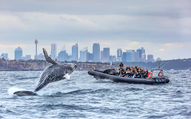 Whale breaching near inflatable boat with tourists, Sydney skyline in background.