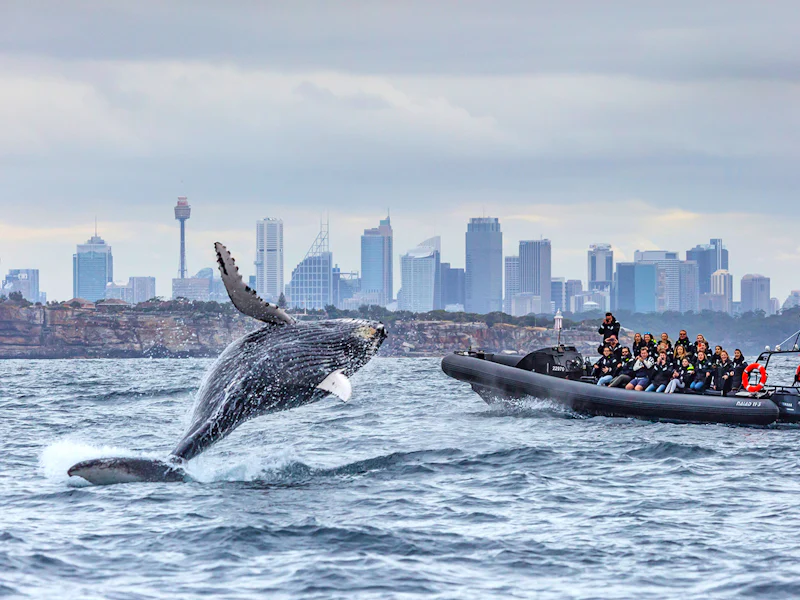 Sydney Whale Watching Cruise On Inflatable Boat - Sydney
