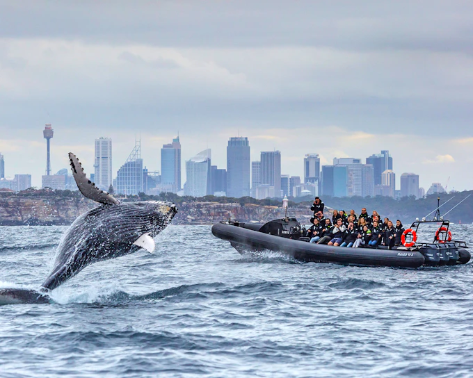 Sydney Whale Watching on Open Speedboat at Ocean Level