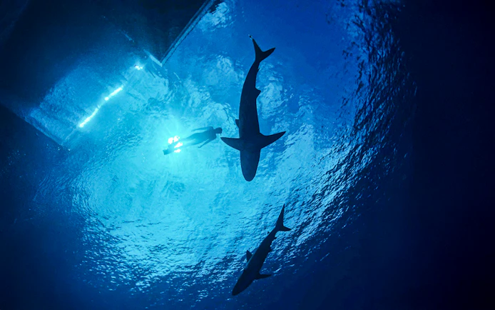 Diver swimming with sharks in clear waters during O'ahu Shark Dive Tour.