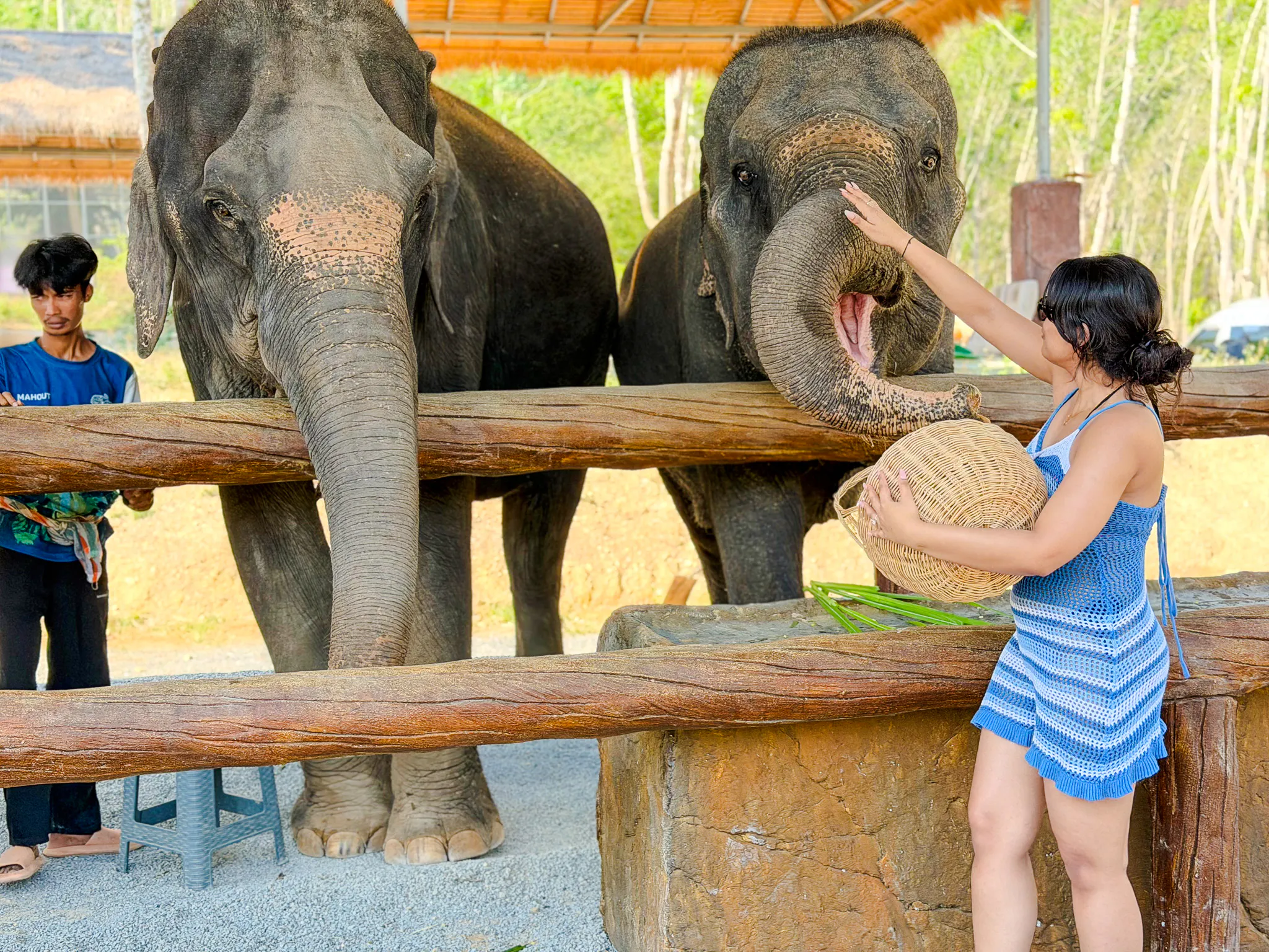 Person feeding elephants at Krabi Elephant Local Project, Krabi.