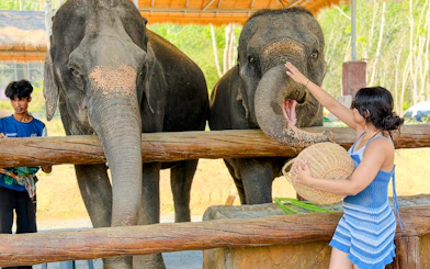 Person feeding elephants at Krabi Elephant Local Project, Krabi.