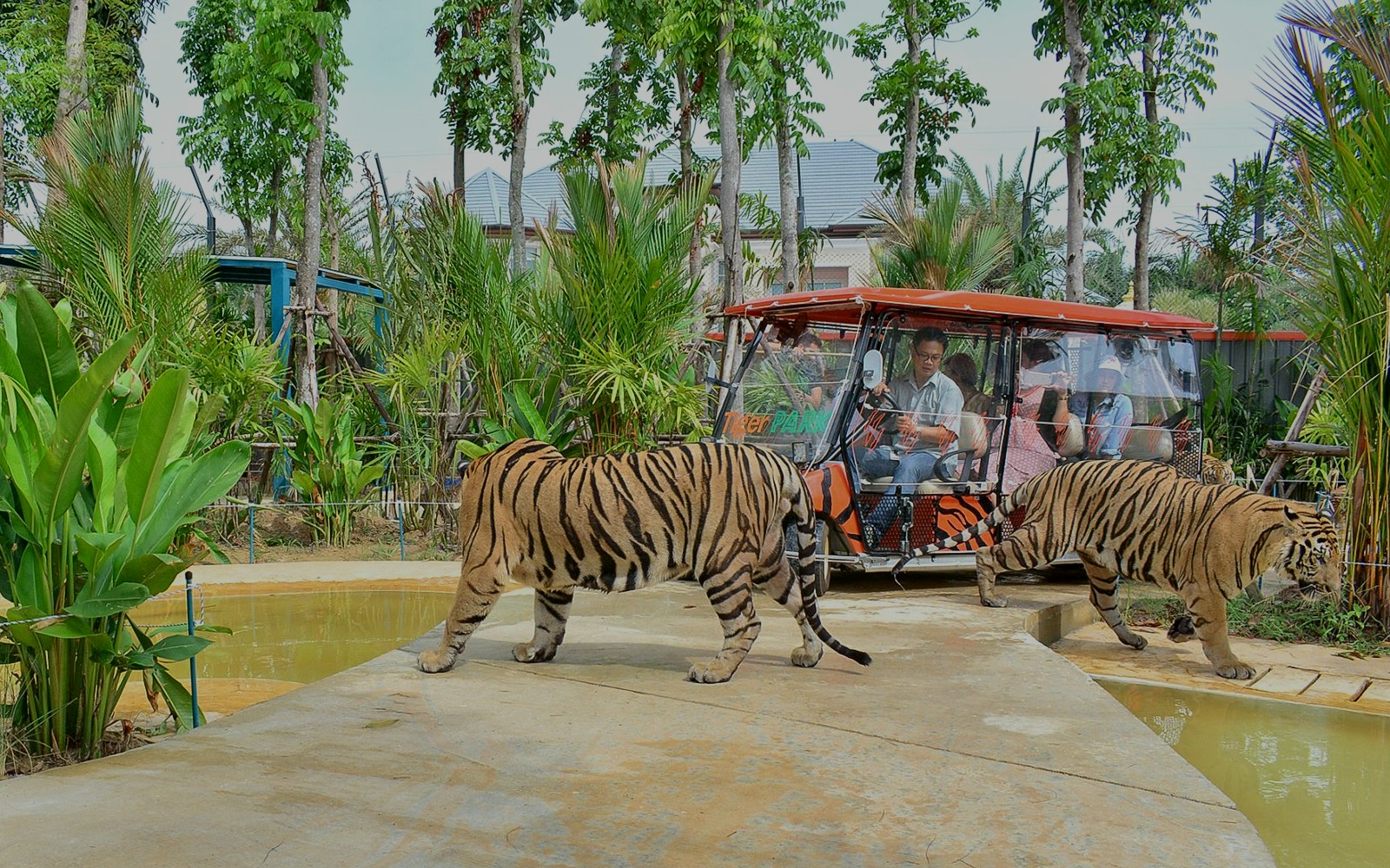 Tiger Park Pattaya