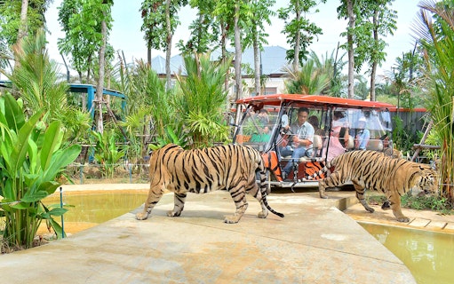 Safari car tour with tigers in a forest setting.