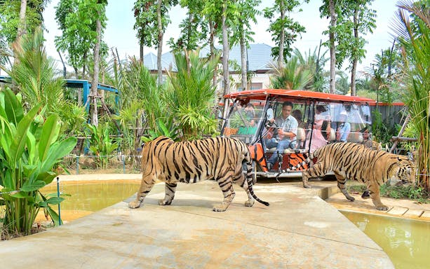 Safari car tour with tigers in a forest setting.