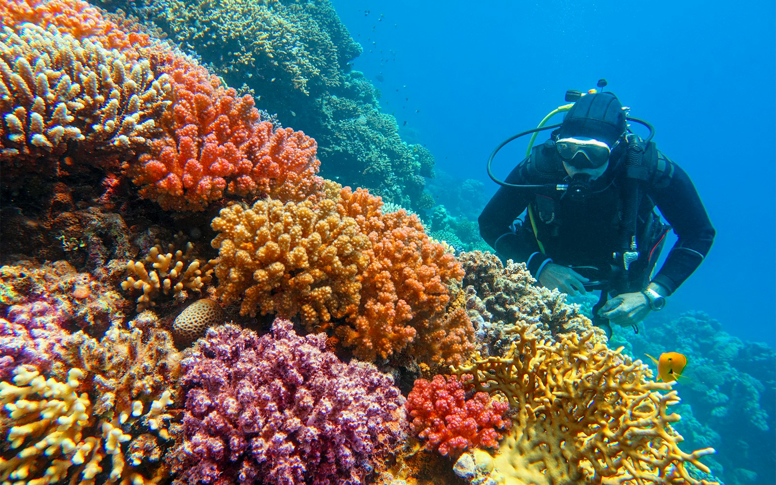 Scuba diver exploring vibrant coral reef with diverse hard corals.