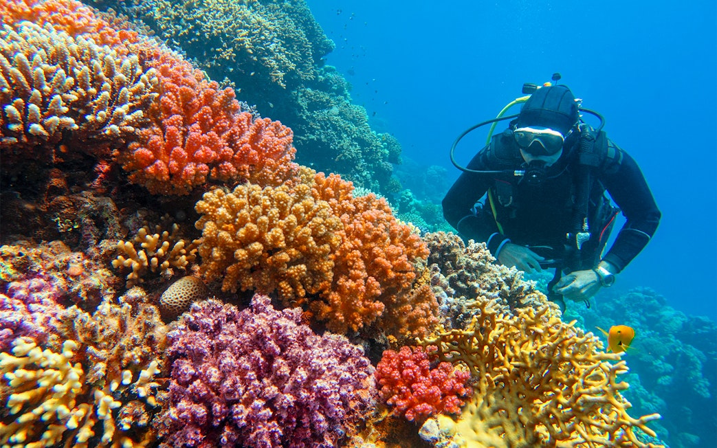 Scuba diver exploring vibrant coral reef with diverse hard corals.