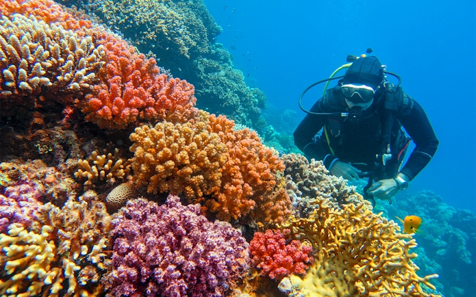 Scuba diver exploring vibrant coral reef with diverse hard corals.