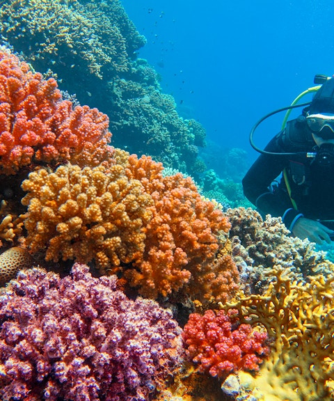 Scuba diver exploring vibrant coral reef with diverse hard corals.