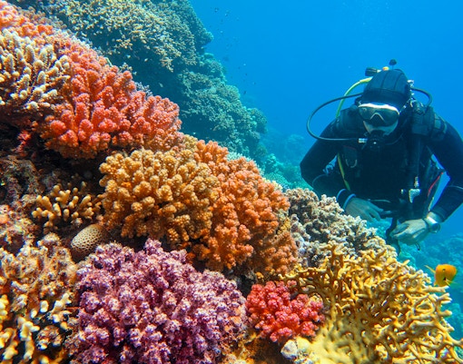 Scuba diver exploring vibrant coral reef with diverse hard corals.