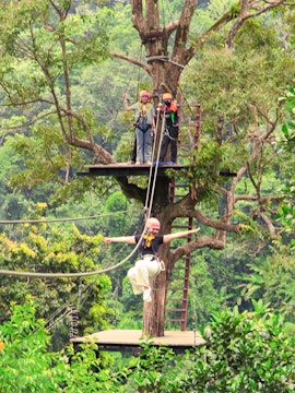 Person ziplining through lush forest at Pongyang Jungle Coaster & Zipline, Chiang Mai.