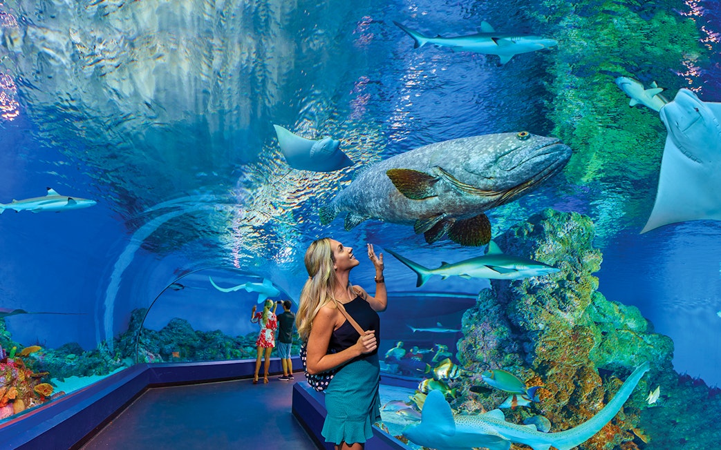 Visitors exploring underwater tunnel at Cairns Aquarium with fish and sharks.
