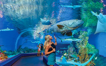Visitors exploring underwater tunnel at Cairns Aquarium with fish and sharks.
