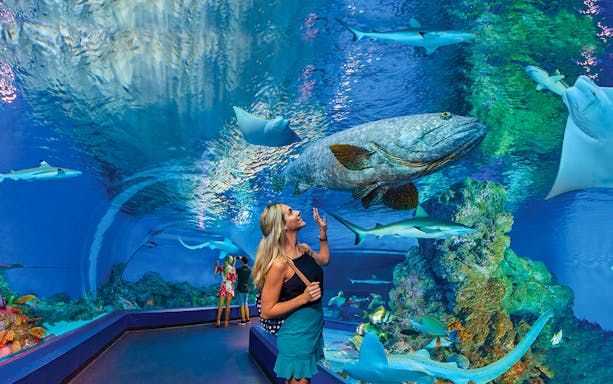 Visitors exploring underwater tunnel at Cairns Aquarium with diverse marine life.
