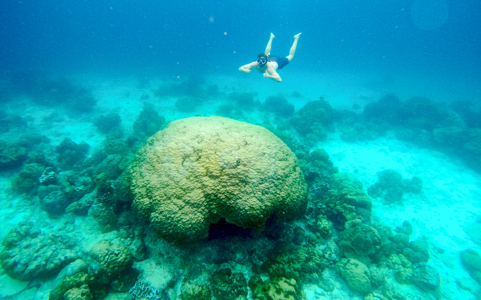 From Koh Lanta: Koh Rok & Koh Haa Speedboat Snorkeling Tour With Lunch Buffet Image 2