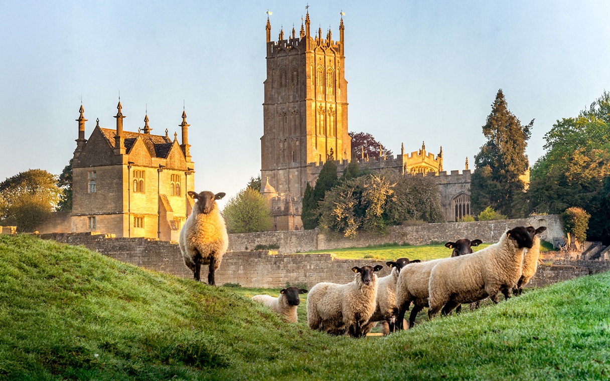 Sheep grazing near historic church in Cotswold village, England.