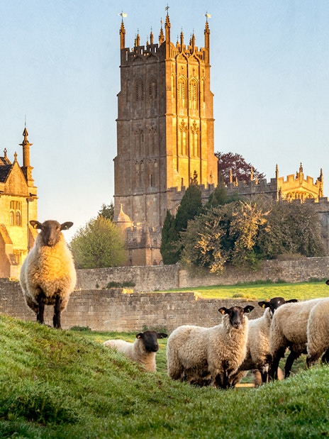Sheep grazing near historic church in Cotswold village, England.