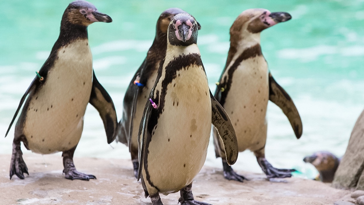 Penguins standing on a rock at London Zoo.