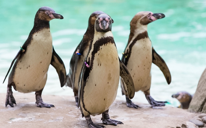Penguins standing on a rock at London Zoo.