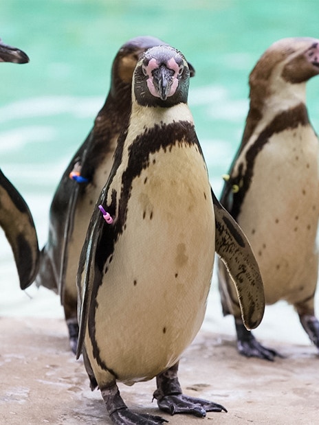 Penguins standing on a rock at London Zoo.