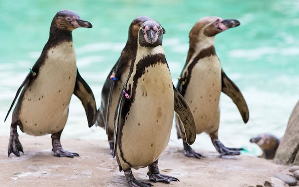 Penguins standing on a rock at London Zoo.