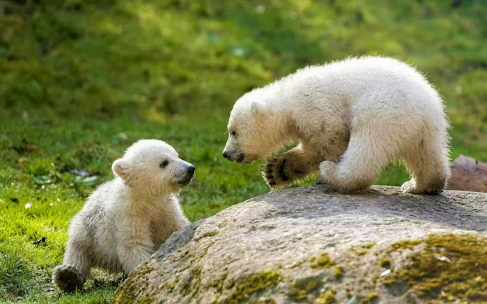 Young polar bear cubs playing on a rock at Hellabrunn Zoo, Munich.