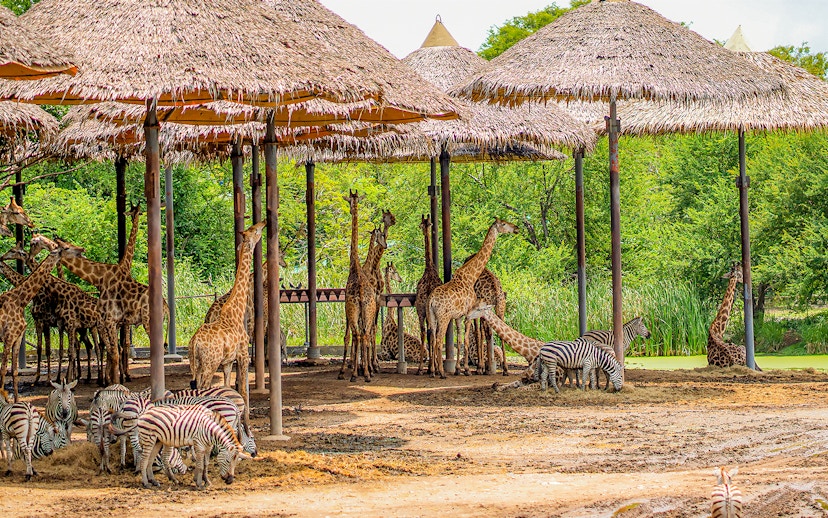 Giraffes and zebras under thatched shelters at Safari World.