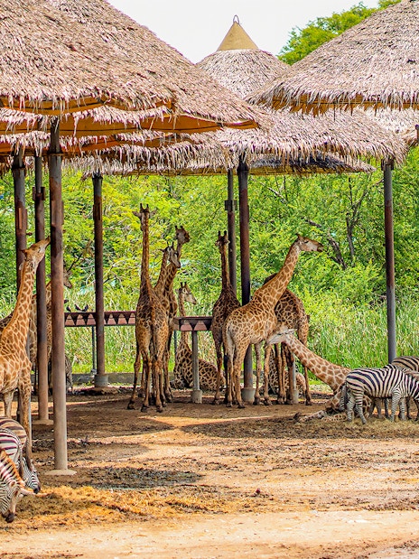 Giraffes and zebras under thatched shelters at Safari World.