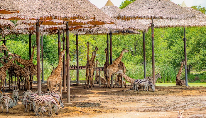 Giraffes and zebras grazing in Bangkok Safari World.