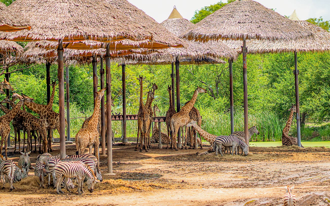 Giraffes and zebras under thatched shelters at Safari World.