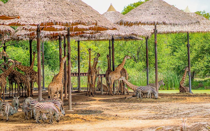 Giraffes and zebras under thatched shelters at Safari World.