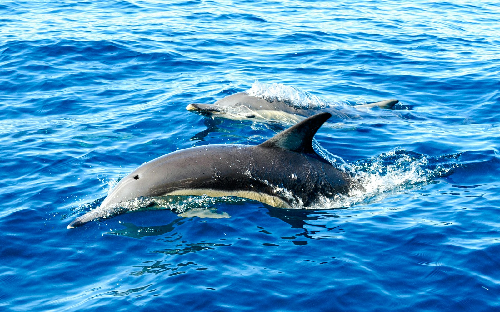 Dolphins swimming in clear blue ocean water.