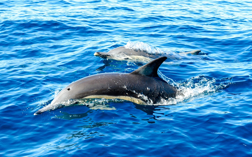 Dolphins swimming in clear blue ocean water.