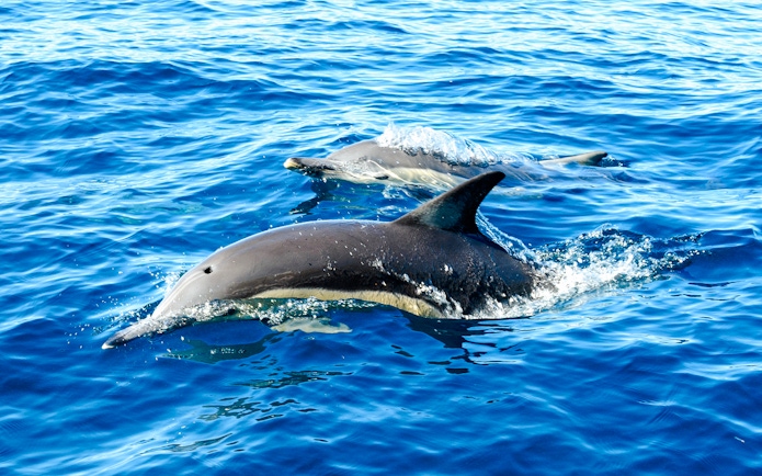 Dolphins swimming in clear blue ocean water.
