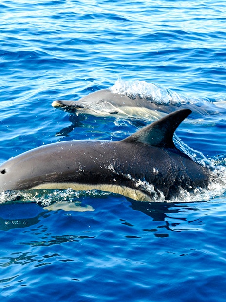 Dolphins swimming in clear blue ocean water.