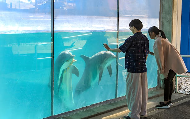 Visitors interacting with dolphins through glass at Six Flags Discovery Kingdom.