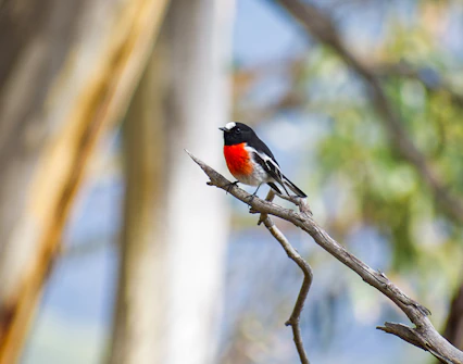 Bird perched on a branch in Bruny Island forest during guided nature trail tour.