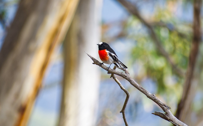 Bird perched on a branch in Bruny Island forest during guided nature trail tour.