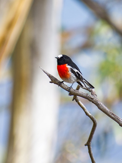 Bird perched on a branch in Bruny Island forest during guided nature trail tour.