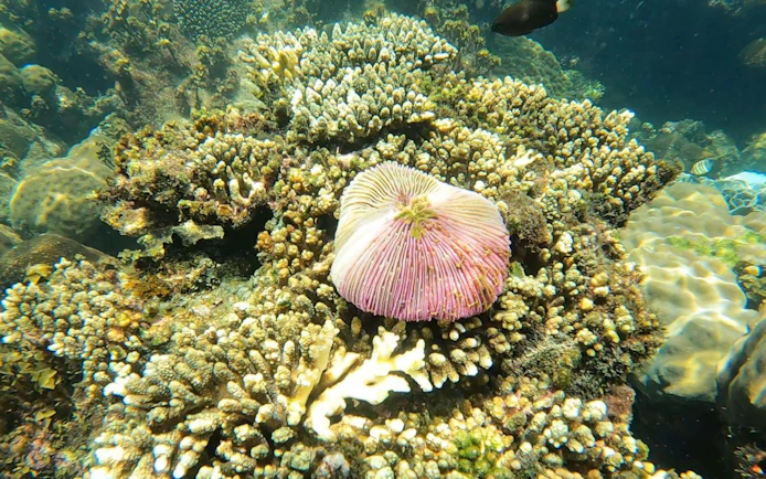 Colorful coral reef with diverse marine life in clear ocean water.