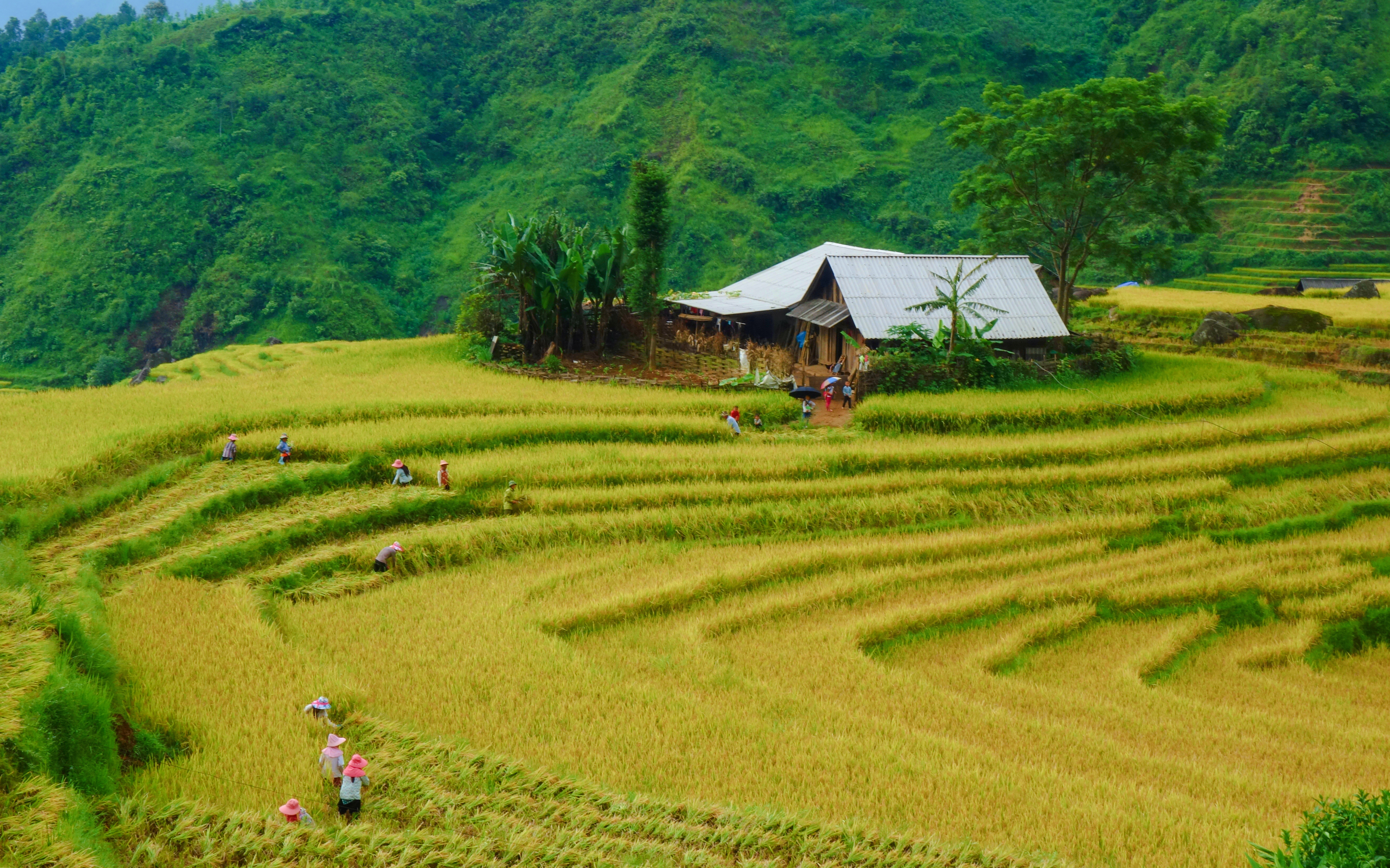 Terraced rice fields during harvest in Muong Hoa Valley, Sapa, with farmers and a wooden house.