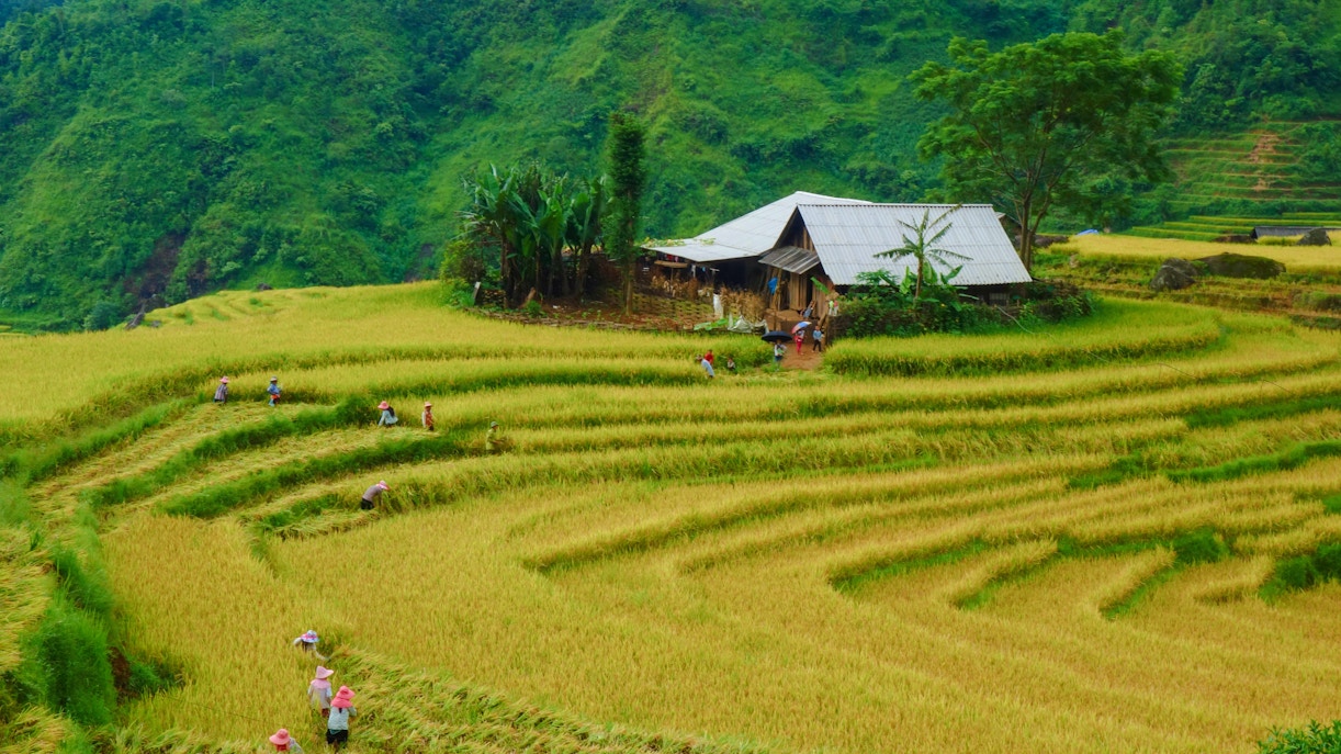 Terraced rice fields during harvest in Muong Hoa Valley, Sapa, with farmers and a wooden house.