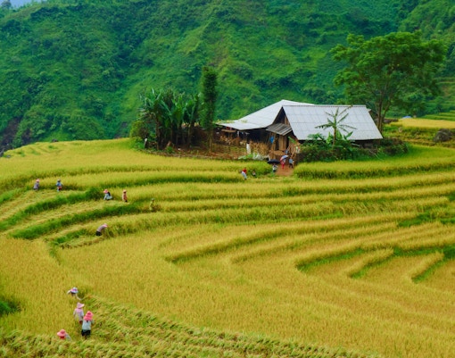 Terraced rice fields during harvest in Muong Hoa Valley, Sapa, with farmers and a wooden house.