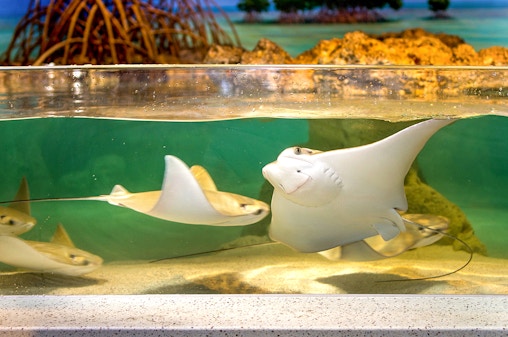 New England Aquarium Tickets