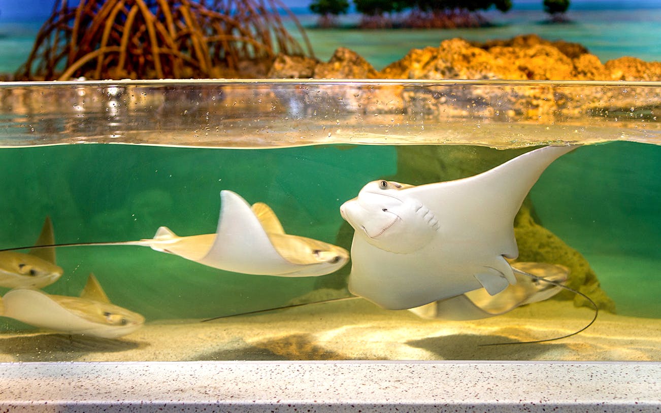 Cow-nose Ray swimming in New England Aquarium tank.