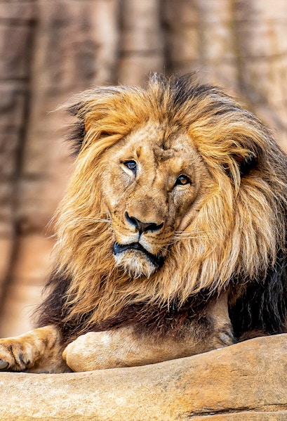 Lion resting on a rock at Barcelona Zoo, Spain.